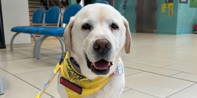 Nyugdíjba ment Holly, aki ölelőmenedzser volt egy gyermekkórházban