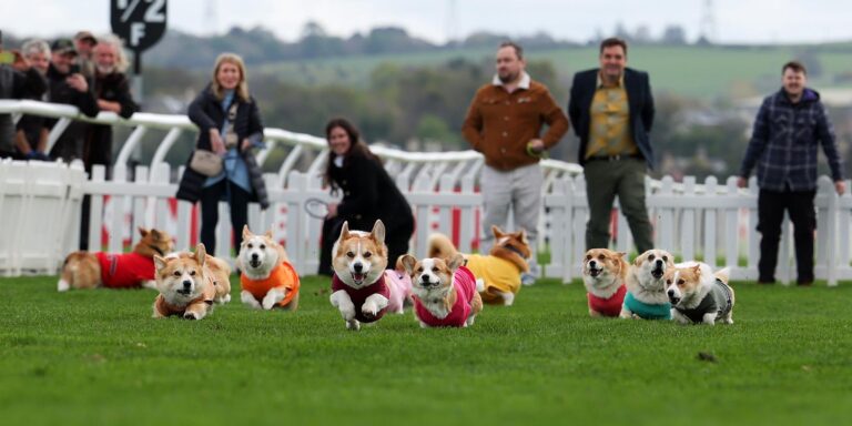 Ilyen cuki versenyt még nem láttál!