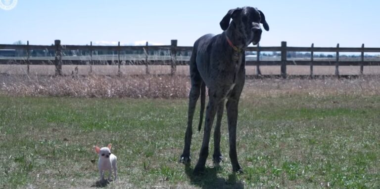Összehozták a világ legnagyobb és legkisebb kutyáját