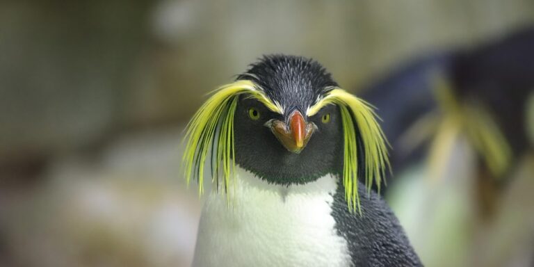 Megjelentek a közösségi médiában a pingvinek, akikre Trump vámot vetett ki