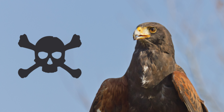 Végre megvan a sólyom, ami egy egész falut terrorizált