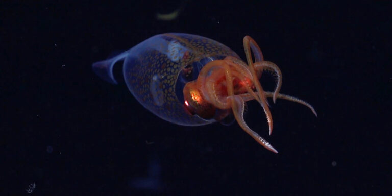 A szivárványos zászlót is betiltanák, büdös wellnesst zárattak be – híradó