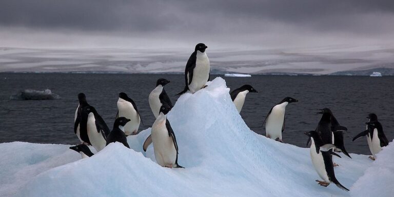 A kakiló pingvinek lassíthatják a globális felmelegedést