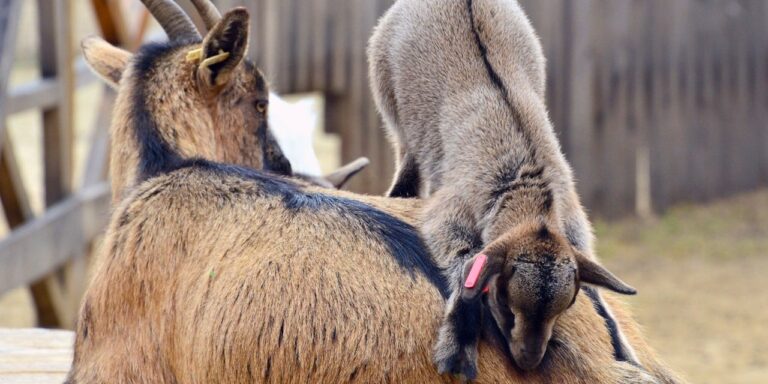 Feloldották a simogatási tilalmat, külföldi újságok tiltakoznak az új magyar törvény ellen – híradó