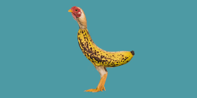 Miért hallgattak meg 10 milliárdan egy csirkéről szóló dalt?