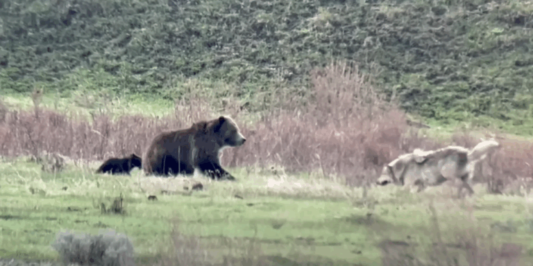 Videóra vették, ahogy az anyamedve megvédte a kis bocsát egy farkastól