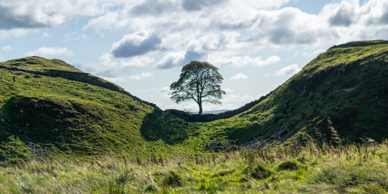 Elítéltek két brit férfit, akik kivágtak egy híres, 200 éves platánfát