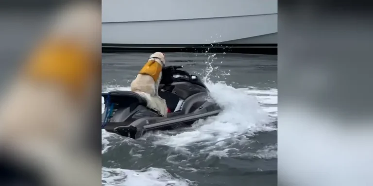 Óriási vita kerekedett egy jet-skiző kutya videójából