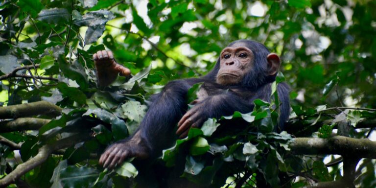 Szabályos ritmusban dobolnak a csimpánzok, amikor kopognak a fatörzseken