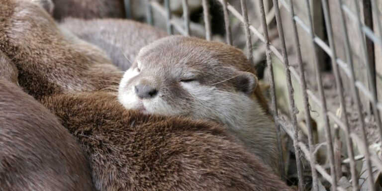 Jobban akarsz aludni? Válaszd az oldalfekvést