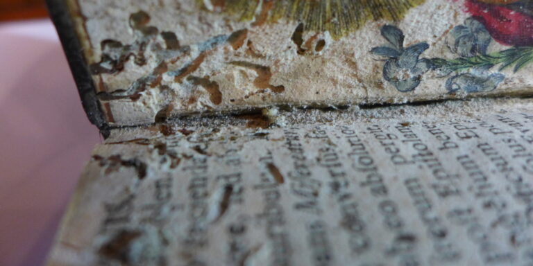 Civil szervezetek százai kérik az EU segítségét, bogarak leptek el egy könyvtárat – híradó