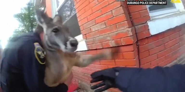 Videón, ahogy a rendőrség próbál megállítani egy szökött kengurut