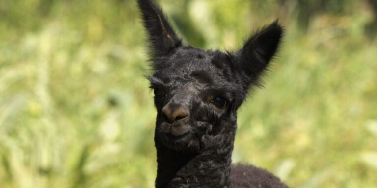 Nem hiányzik Gyurcsány Ferenc, nevet keresnek egy alpakának – híradó