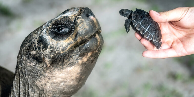 A világ legöregebb kispapája 135 éves