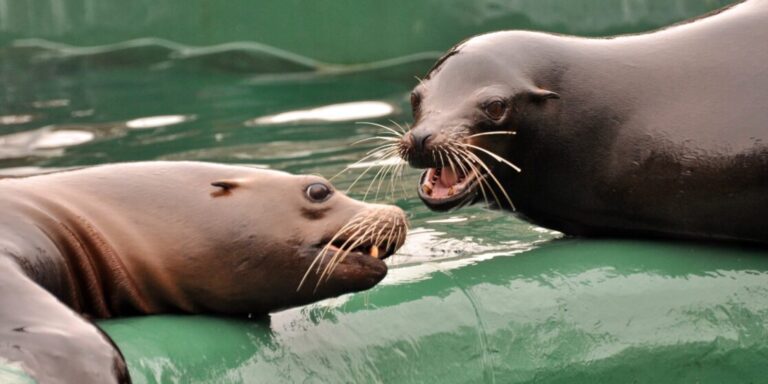 Dupla fókamóka volt a fővárosi állatkertben, brutális meleg jön – híradó