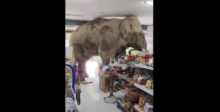 Besétált egy boltba egy elefánt Thaiföldön, hogy keressen egy kis nasit