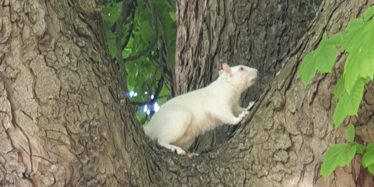 Feltűnt Londonban egy albínó mókus