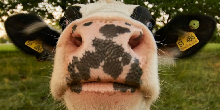 Pisiszüneteket tartott a MÁV egyik vonata, rejtélyes tehénbűnözés történt Olaszországban – híradó