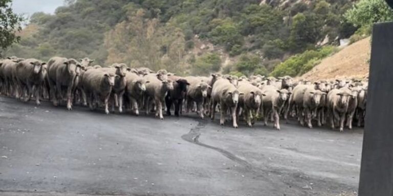 Nemzeti emlékké lett turul, útonálló birkák – híradó
