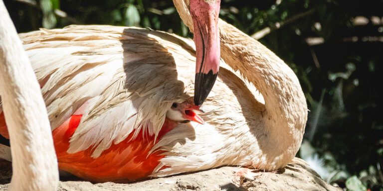 Rossz csapatba állt be egy magyar focista, megint berendelték az ukrán nagykövetet – híradó