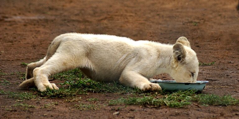 Oroszlánkölykök is járnak a délutáni tea mellé egy kínai étteremben