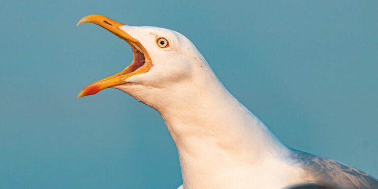 Mára is jut egy luxizás, rendkívüli sirályvita jöhet a skót parlamentben – híradó