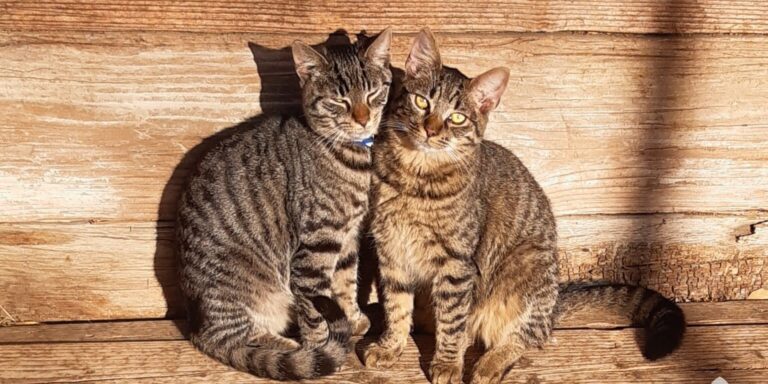 Összeomlás az állami informatikában, macskák minden mennyiségben – híradó