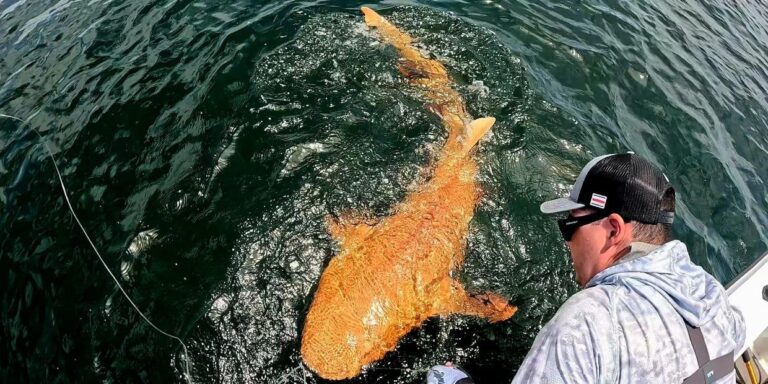 Narancssárga dajkacápát fedeztek fel nemrég Costa Ricában