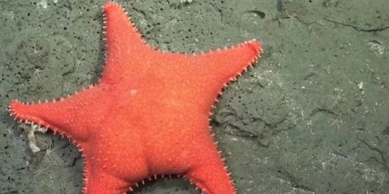 A „Nagyfenekű tengericsillag” az internet új sztárja