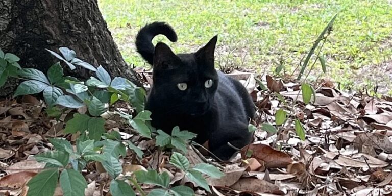 Tudományos történelmet írt Pepper macska