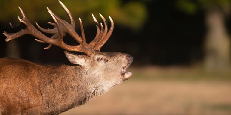 Gyönyörű, de veszélyes: Beindult a szarvasbőgési szezon