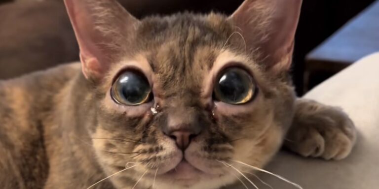 Ismerd meg Gumbust, a világ egyik legfurább macskáját