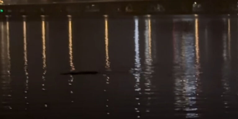 Szörnyet láttak Szöulban