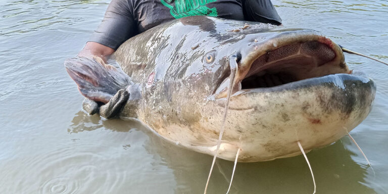 Két méter feletti harcsákat fognak a Tiszában
