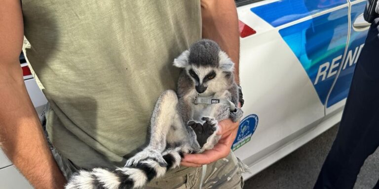 Makimajmot találtak a rendőrök egy autóban