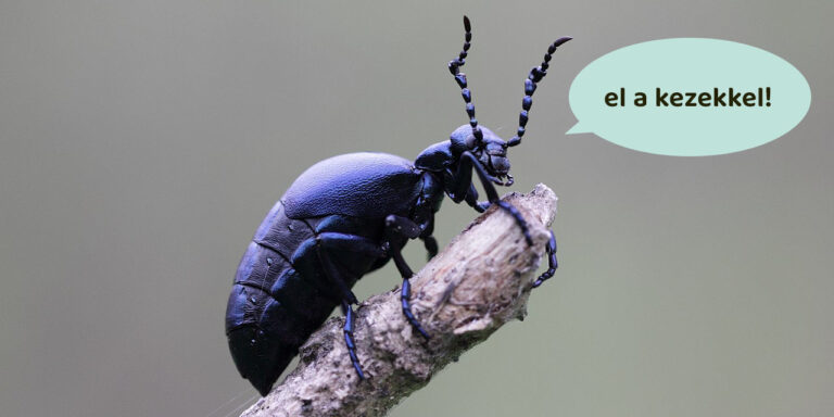 Nini, nünüke! Ne fogd meg!