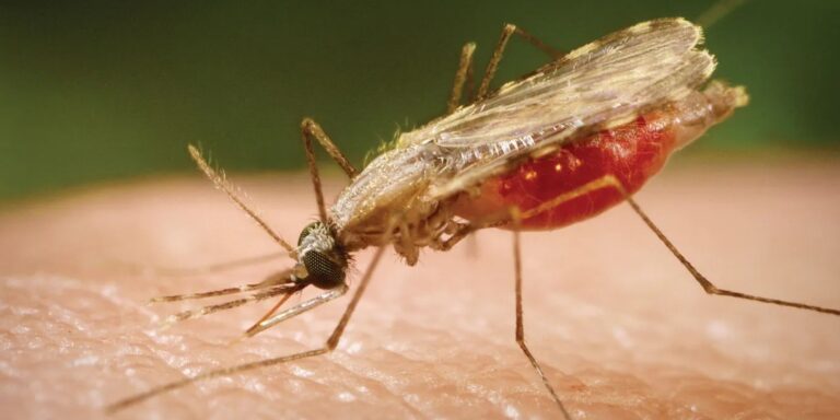 Egy gyógyszerről véletlenül kiderült, hogy kiváló szúnyogirtó