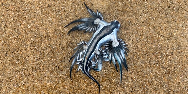 Tengeri fecskék miatt fújtak riadót Spanyolországban