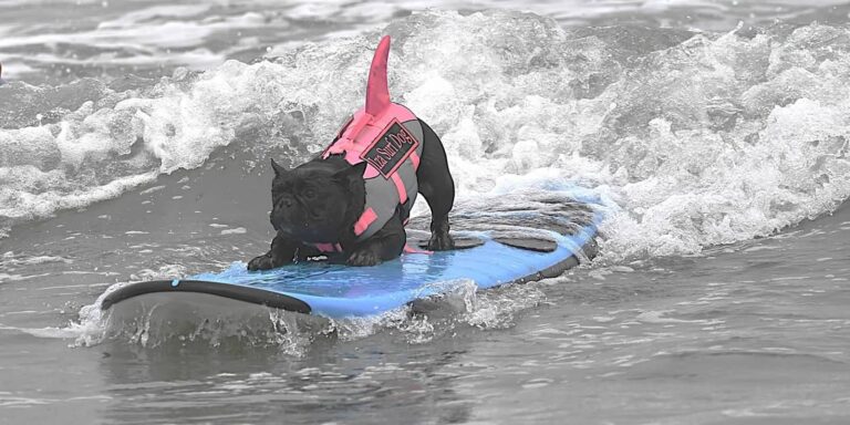 Nyugis, szőrös hír: kutyaszörf-bajnokságot rendeztek nemrég