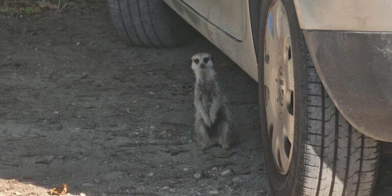 Listázott újságírók, szabadon szaladgáló szökött szurikáták – híradó