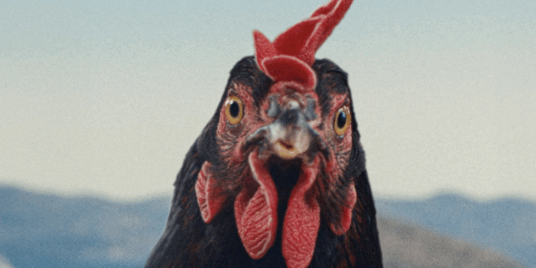 Film készült egy tyúk kalandjairól, már előzetese is van