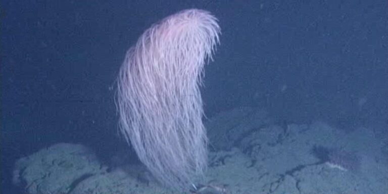 Csubakkáról neveztek el egy korallt