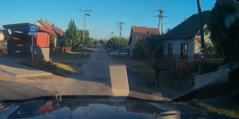 Felöklelt egy szarvasbika egy képviselőt Mezőfalván