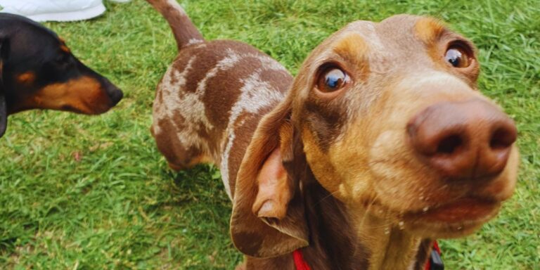 Tacskók lepték el Kőbányát a hétvégén – fotók!