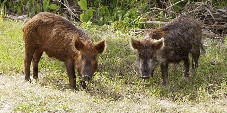 A városi vaddisznó nem bejön a házak közé, hanem itt lakik