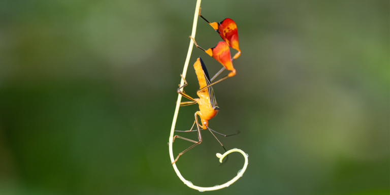 Egy poloska „vörös zászlókkal” ijeszti el a ragadozókat