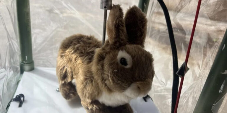 Robotnyulak vs. óriáspitonok – titánok harca Floridában