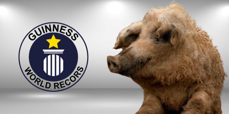 Guinness-különkiadás: ezek a magyar világrekordok