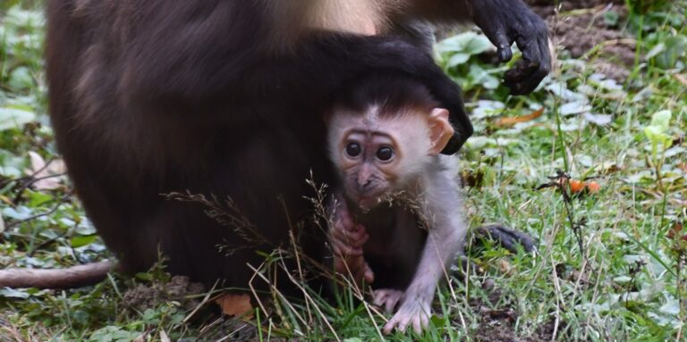 Pórázon sétáltatott Magyar Péter és ártatlan tekintetű mangábé kedden – híradó