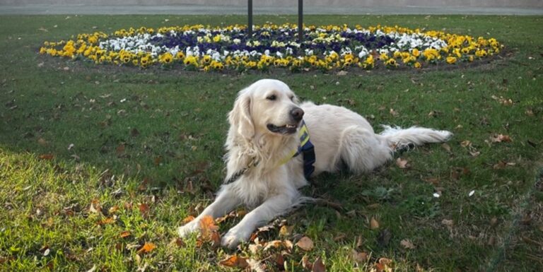 Nyolc gyerek még mindig kórházban van a menza miatt, terápiás kutya az egyik egyetemen – híradó